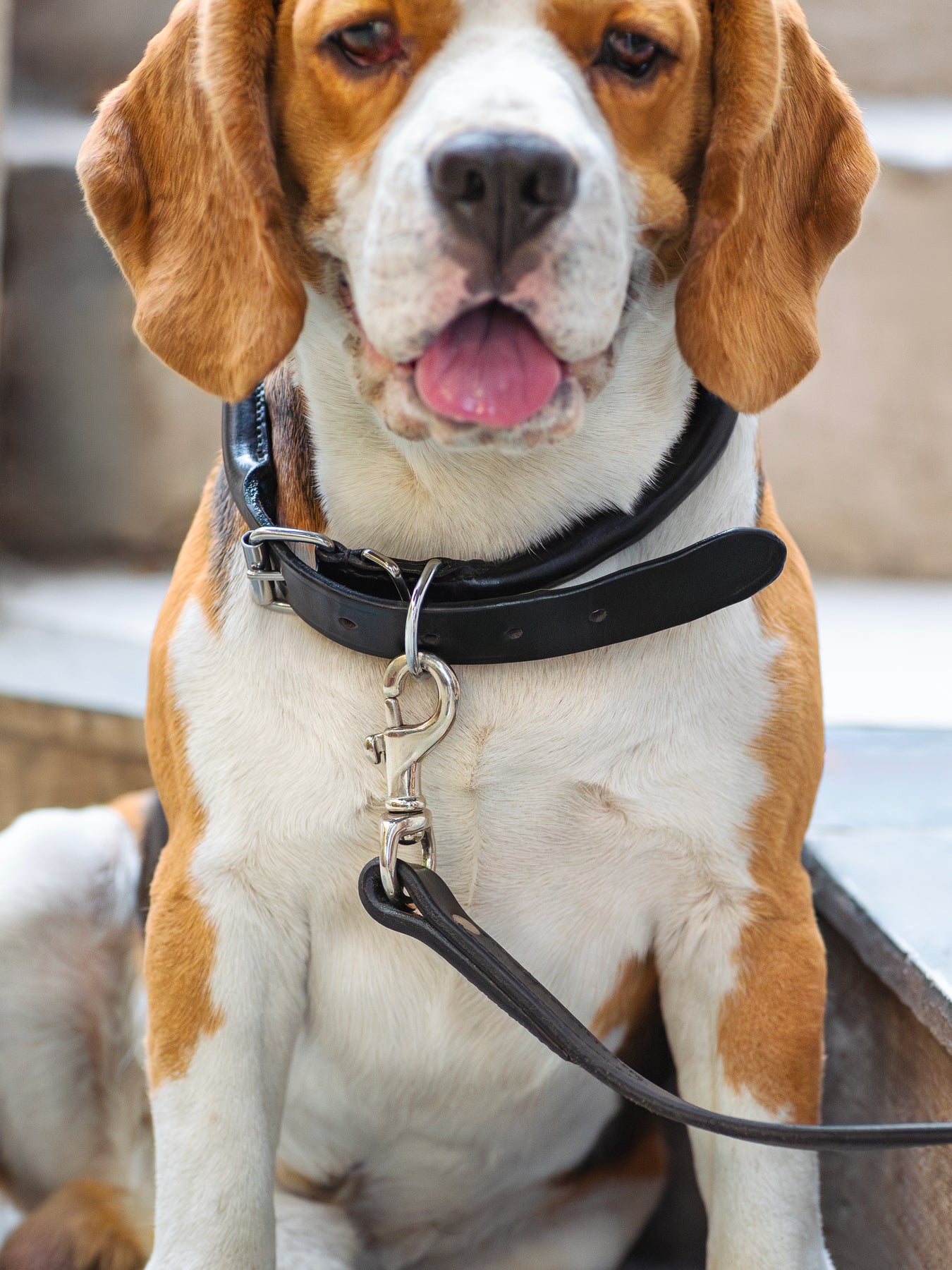 Leather Dog Collar