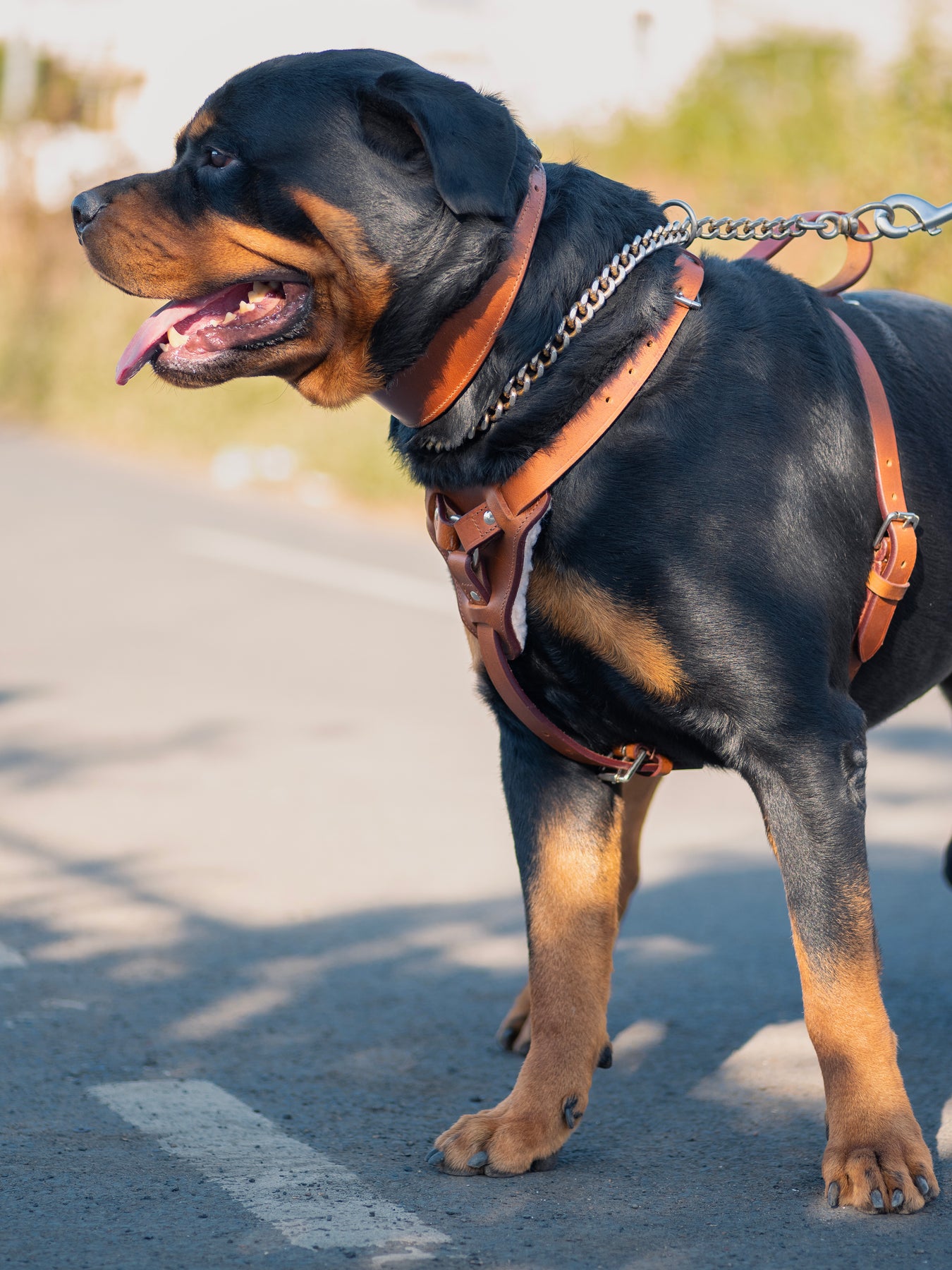 Leather Dog Harness