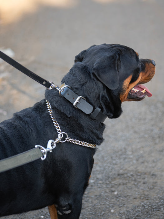 Agitation Leather Dog Collar