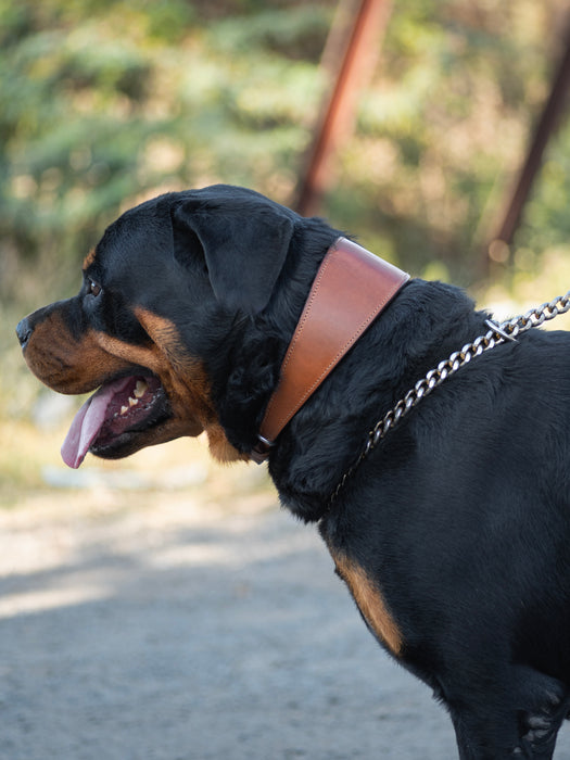 Oval Leather Dog Collar - Tan