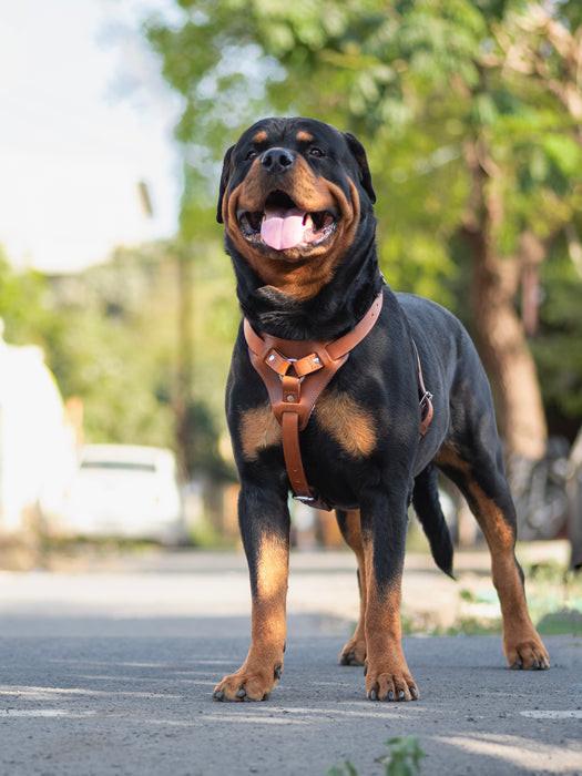 Tan Leather Dog Harness