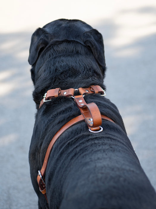 Tan Leather Dog Harness